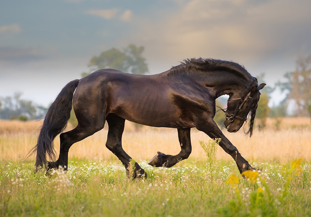 Horse Symbolism & Meaning  Spirit, Totem, & Power Animal