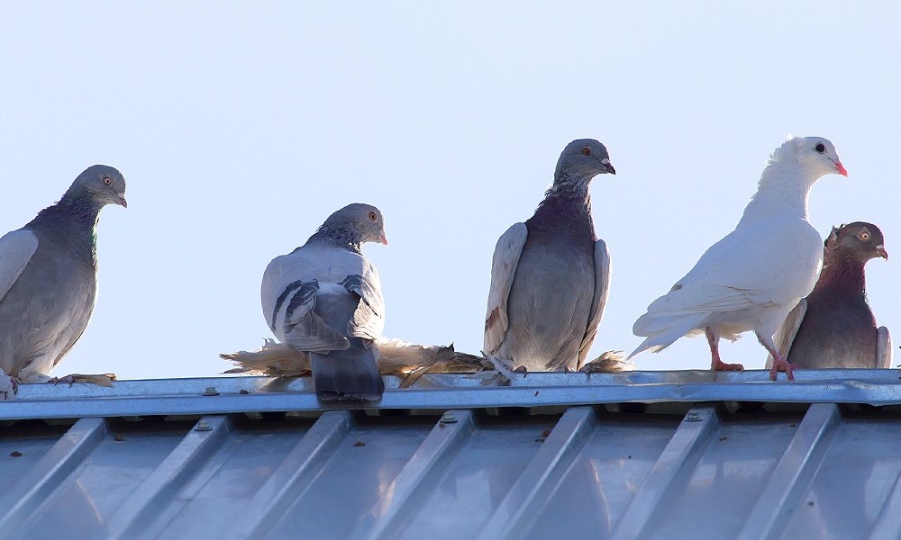five pigeons