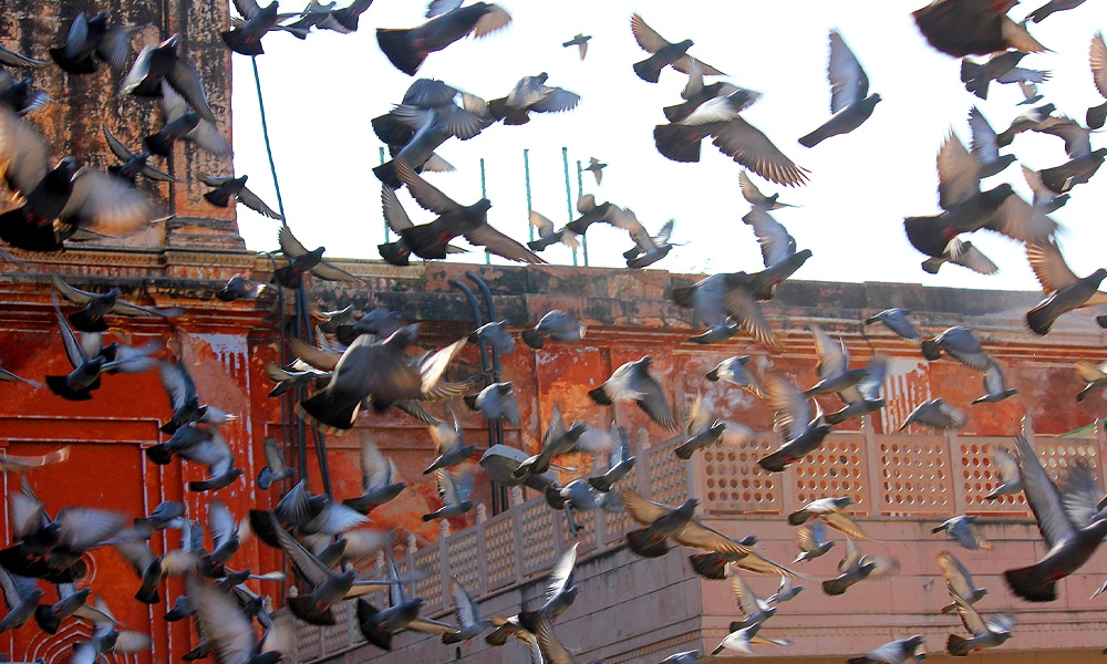 pigeons flying