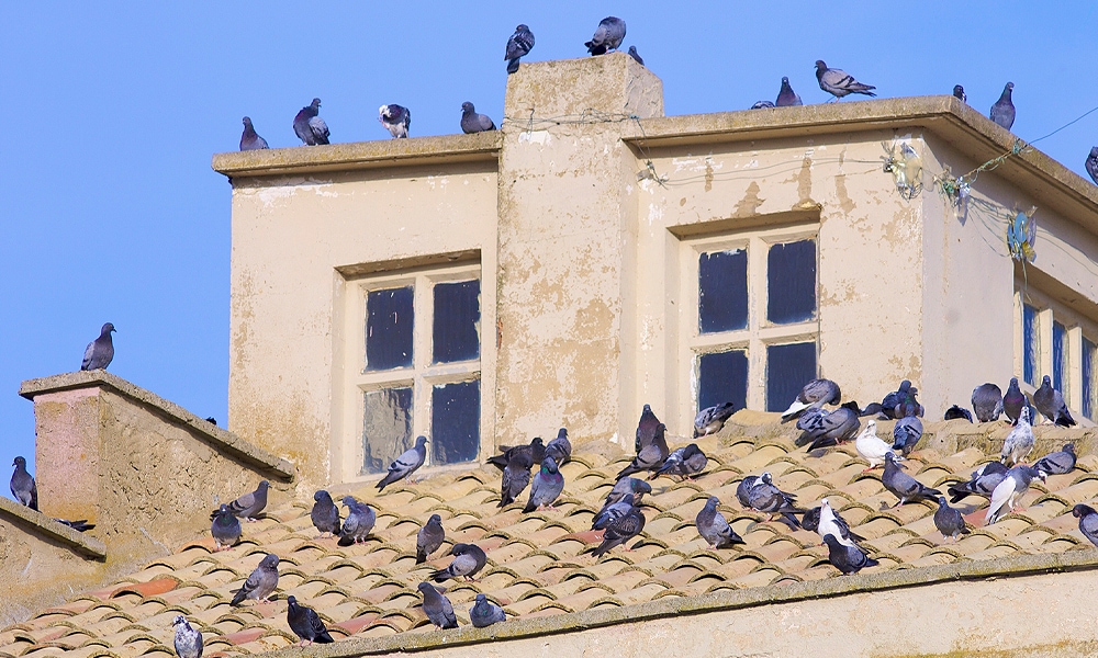 pigeons sitting on a roof