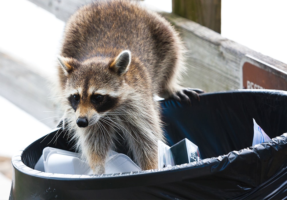 COON CRACK, raccoon Dog Proof Trap lure nails raccoons all over the county  in any temp, a real money maker!