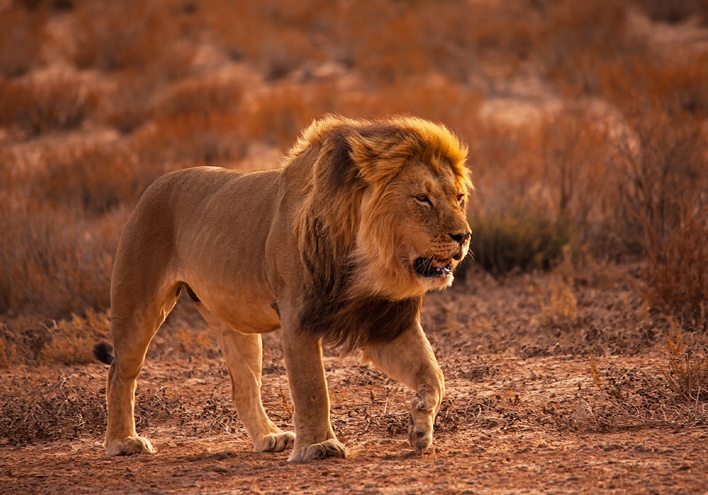 lion