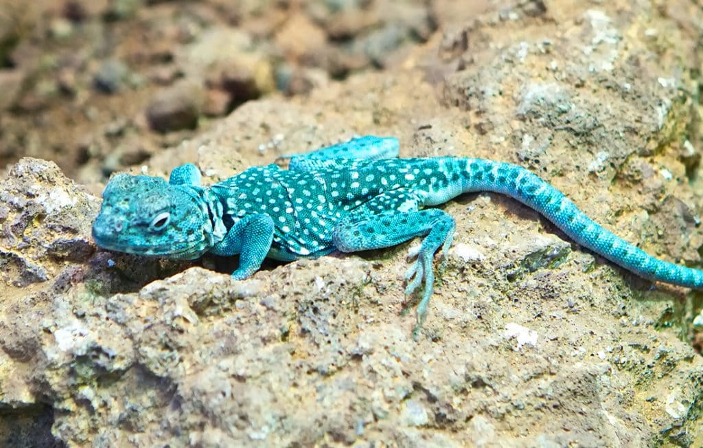 colorful lizard