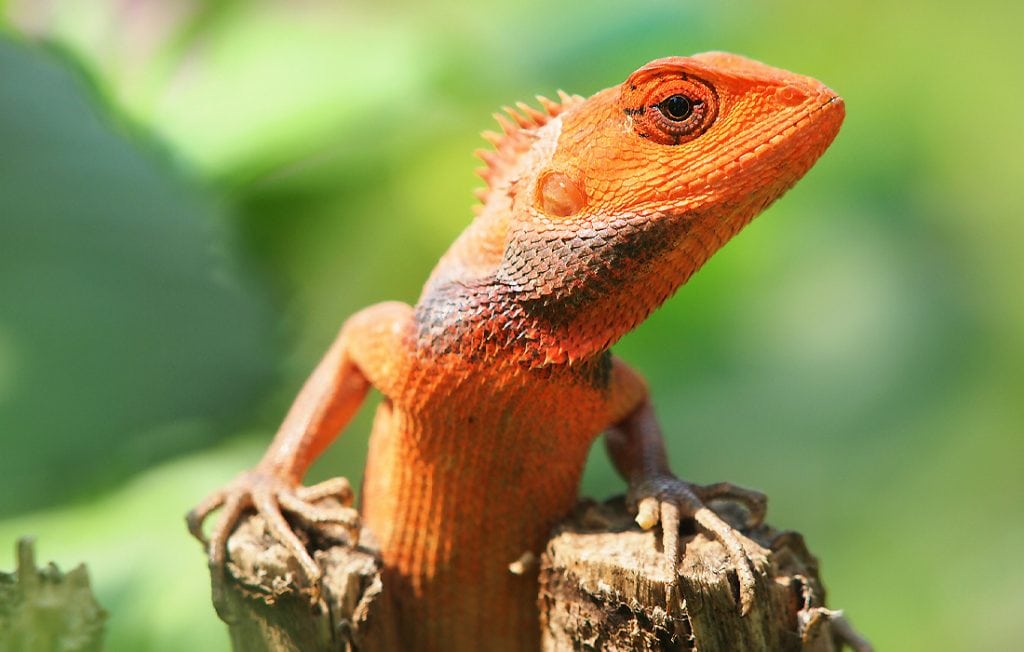 lizard portrait