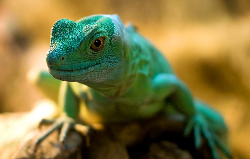 lizard portrait