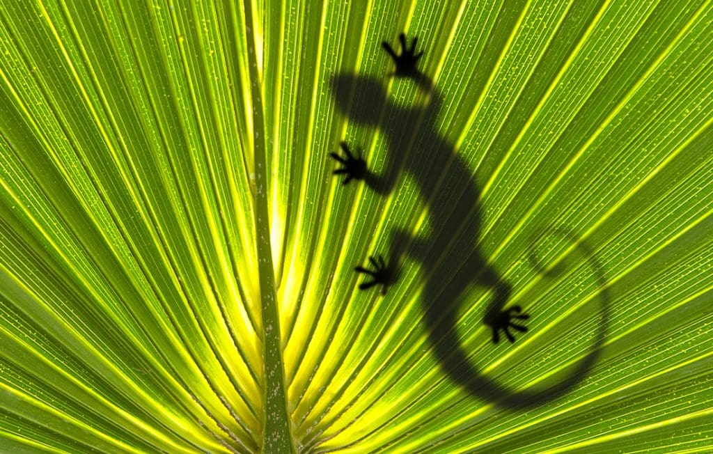 lizard on a leaf