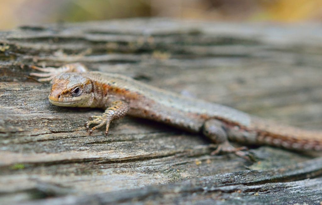 lizard on a tree