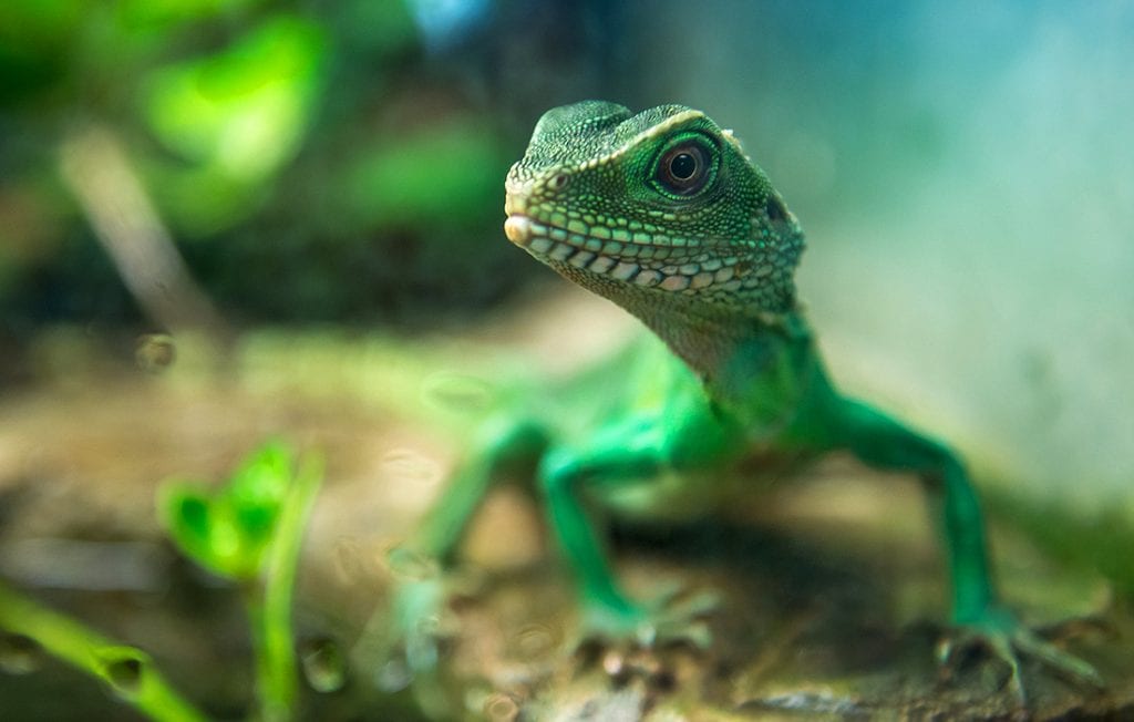 lizard portrait