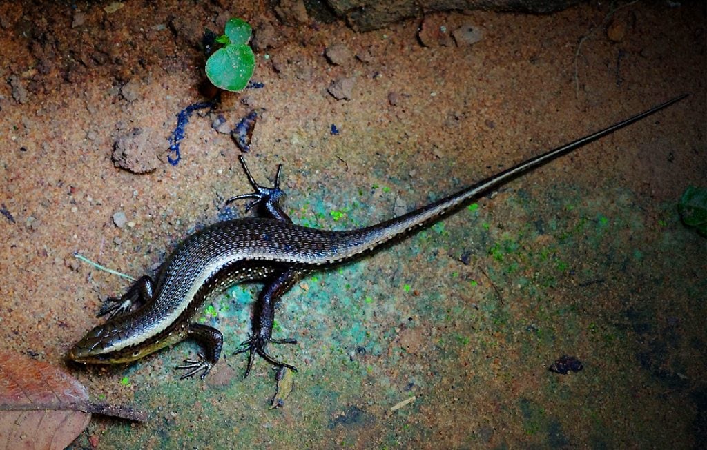 lizard on a ground