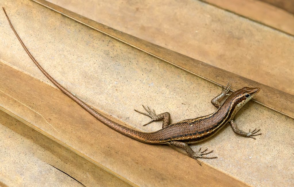 lizard on a ground