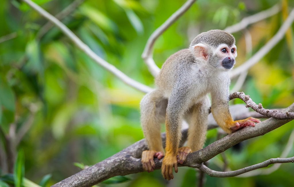 monkey on a tree