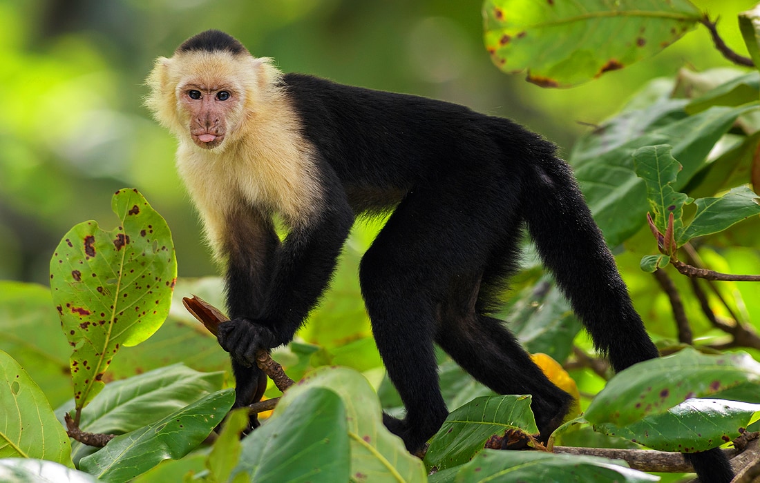 monkey-symbolism-meaning-totem-spirit-omens-world-birds