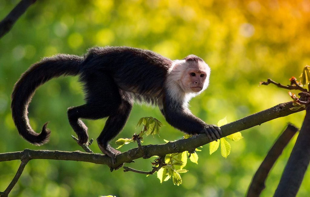 monkey on a tree