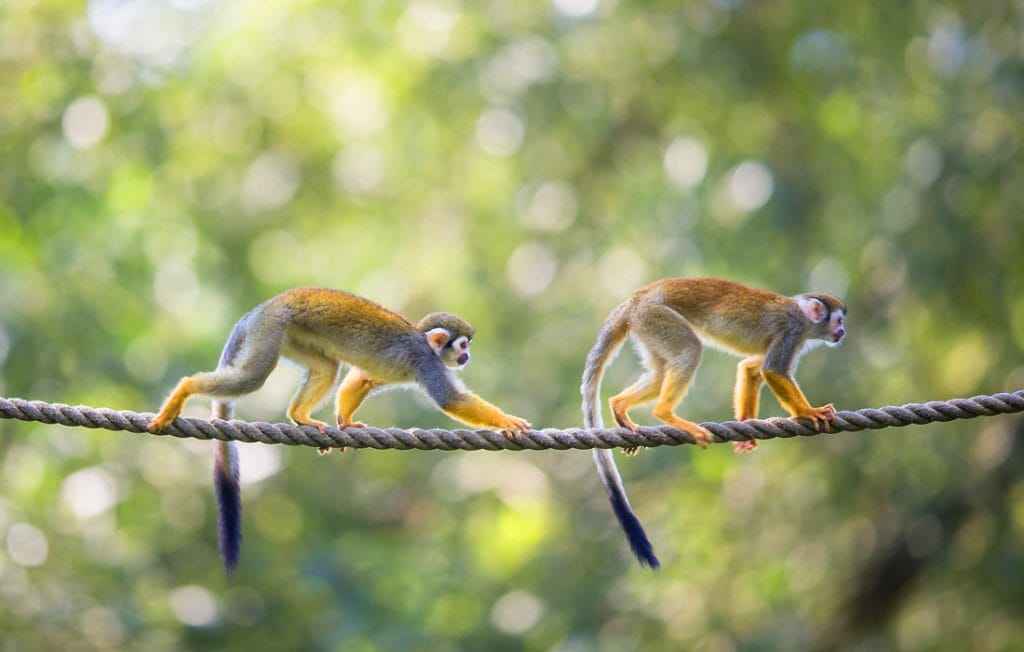 two monkeys on a tree