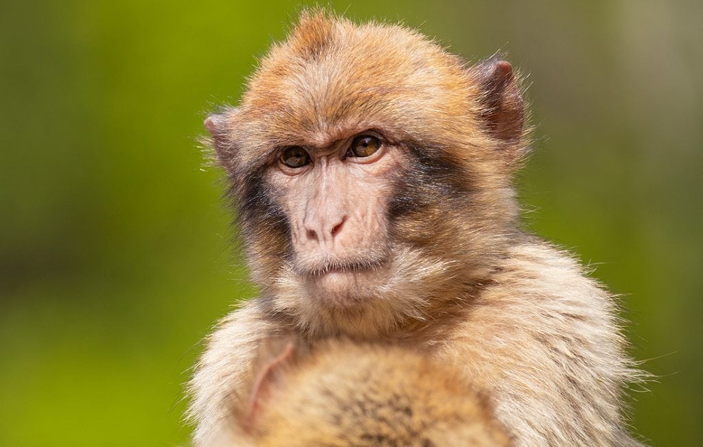 monkey portrait