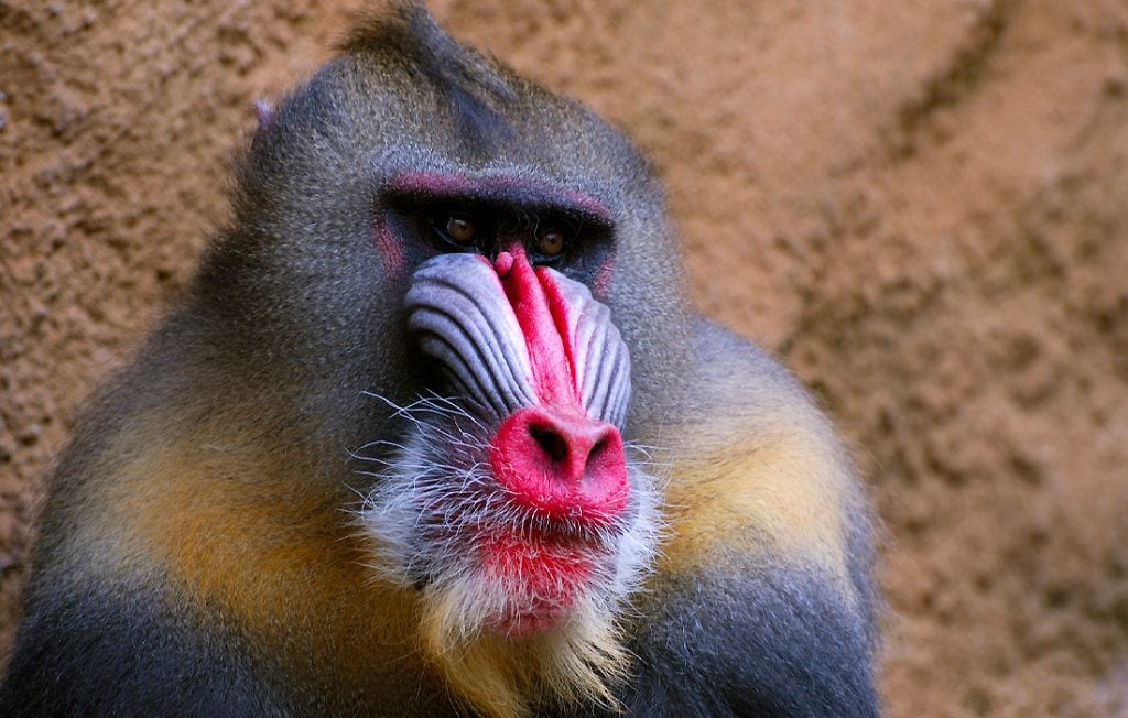 monkey portrait