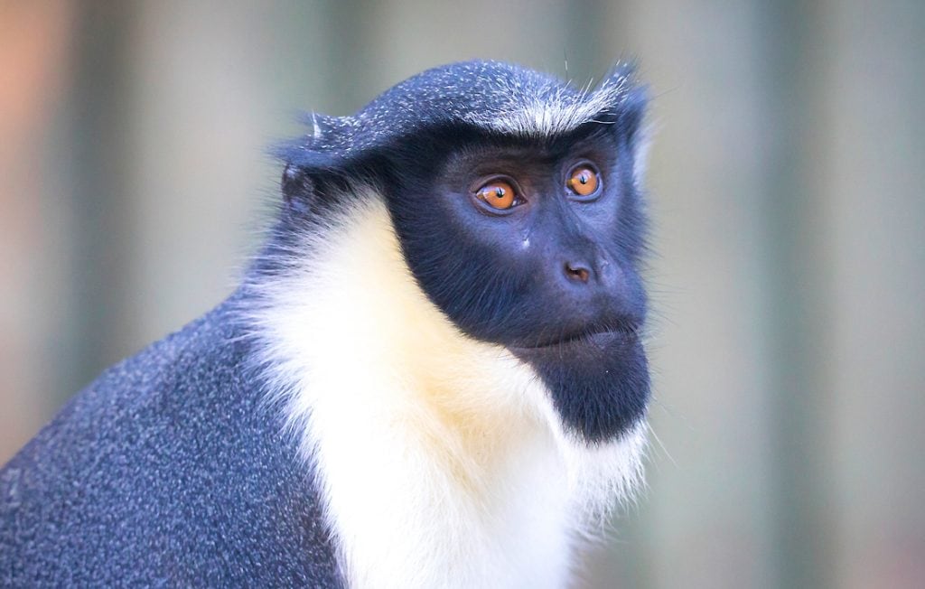 monkey portrait