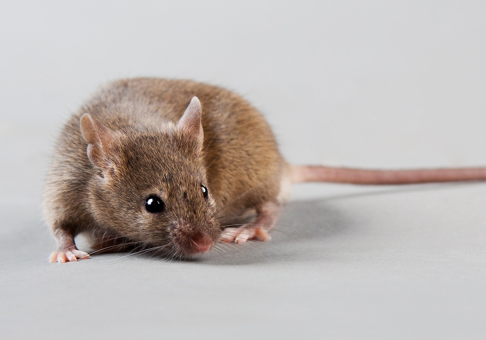 mouse on white background