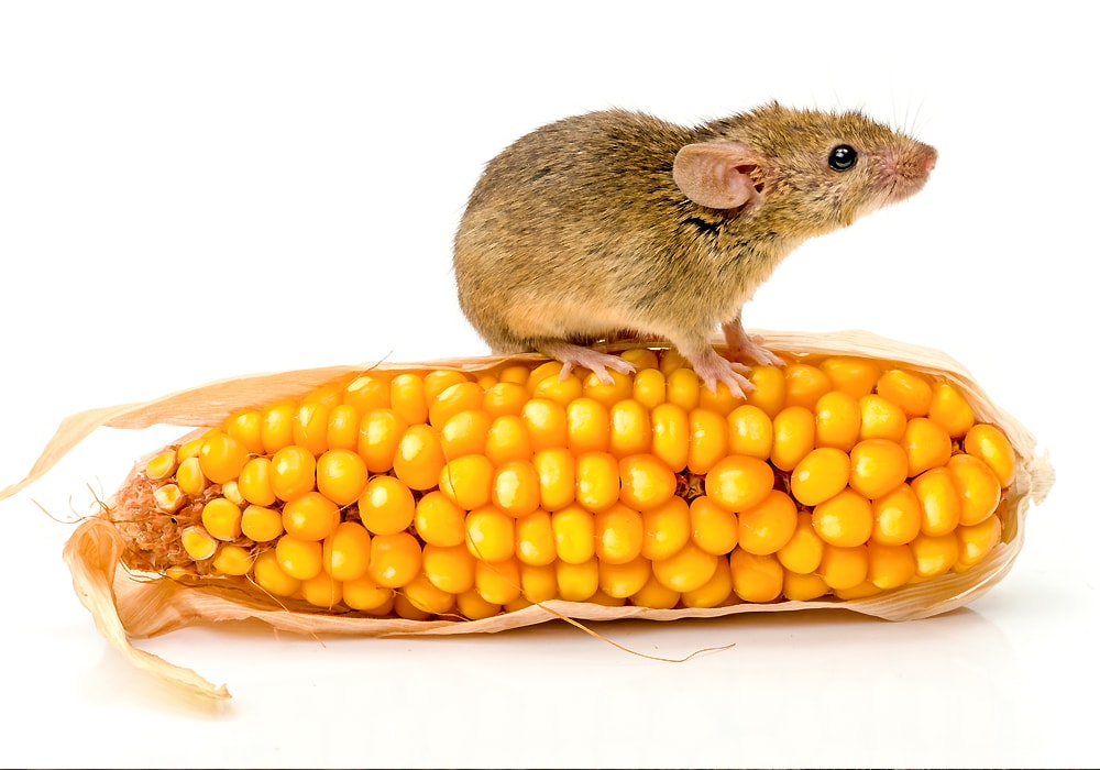 mouse on white background