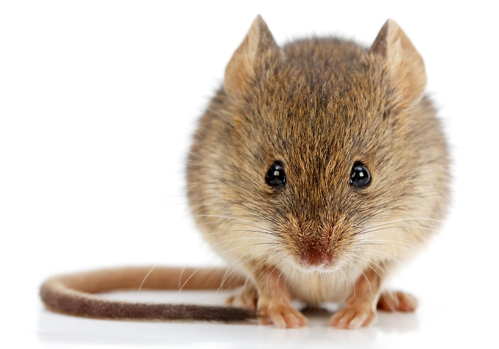 mouse on white background