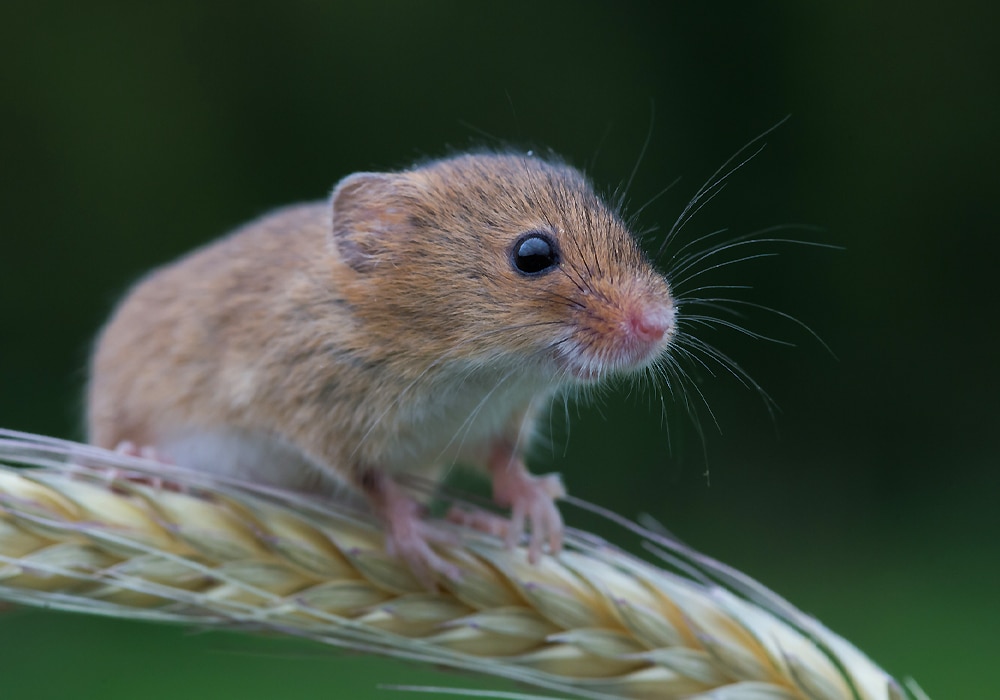 mouse on the ground