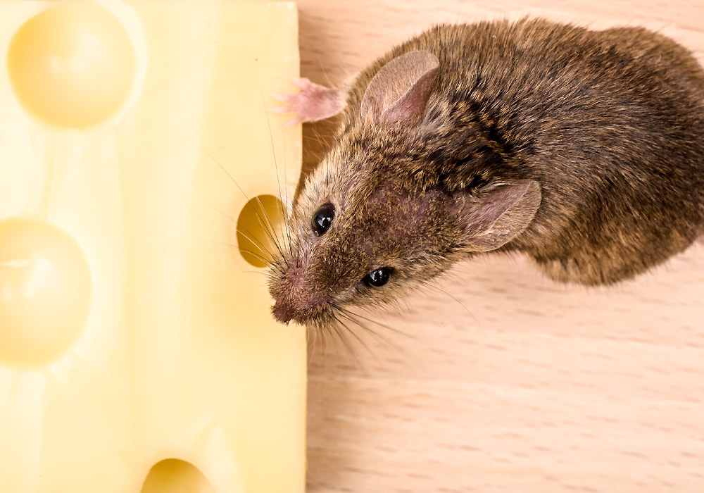 mouse on a cheese