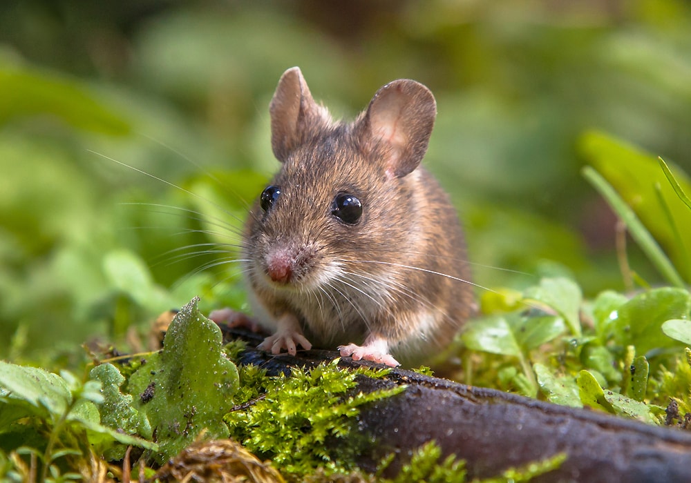 mouse on the ground