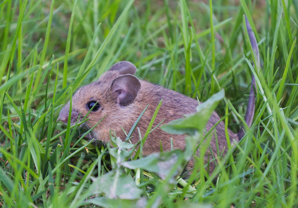 mouse on the ground