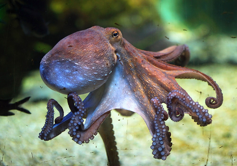 octopus