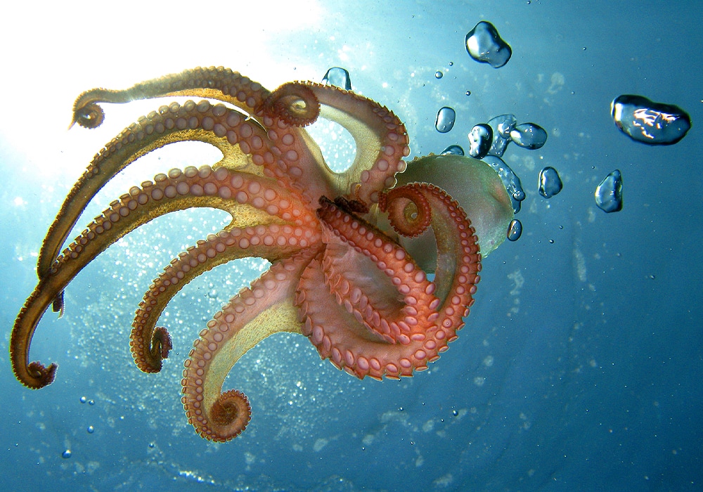 octopus