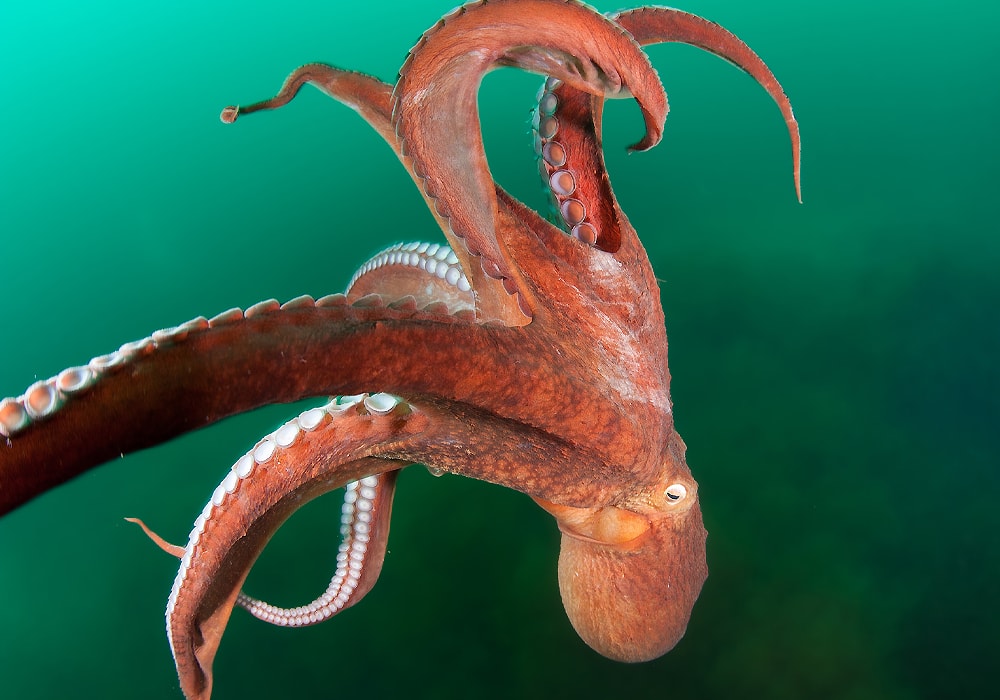 octopus