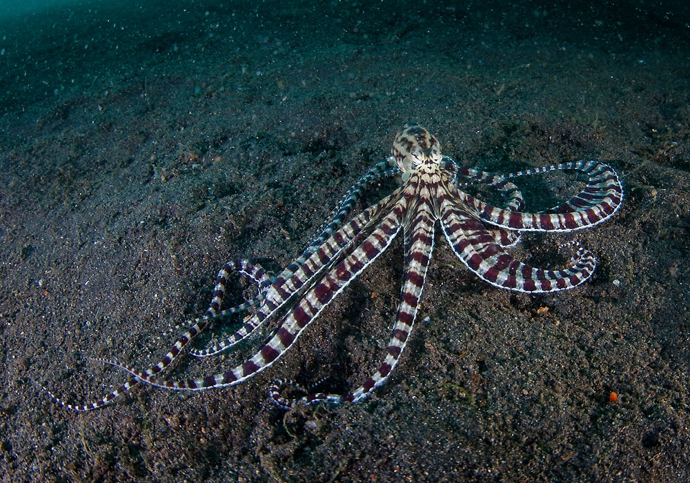 octopus