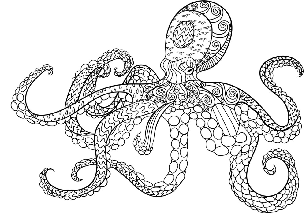 octopus illustration