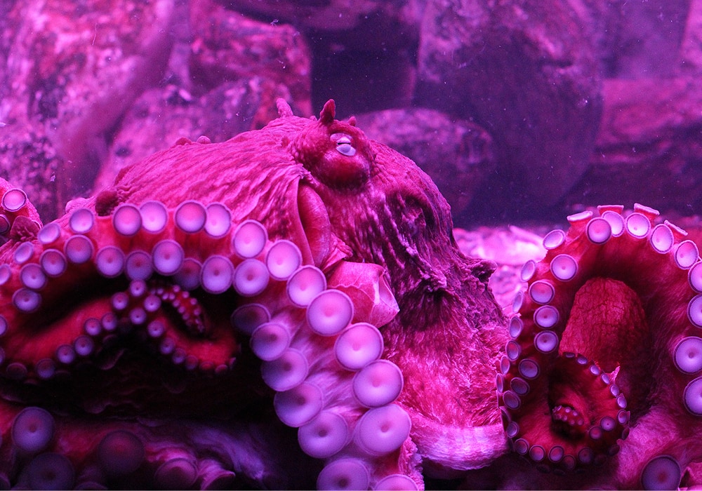 octopus