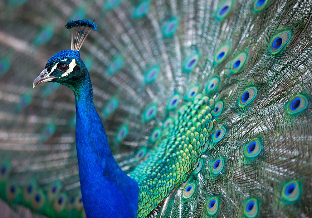 Photograph of beautiful peacock natural life photograph peacock photograph gift animal photo