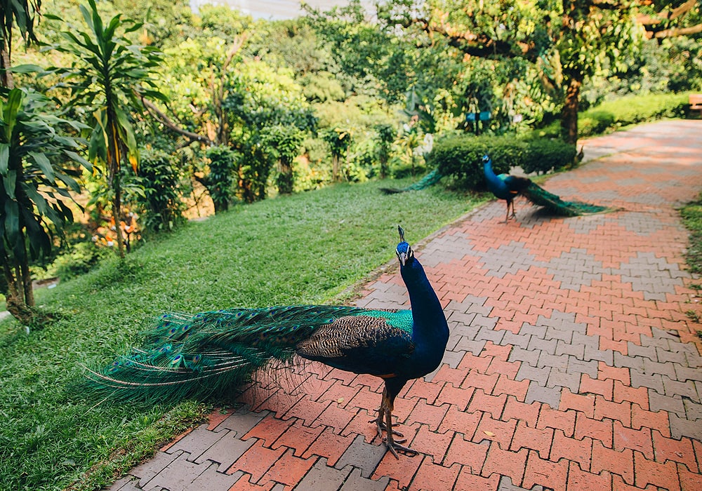 peacock