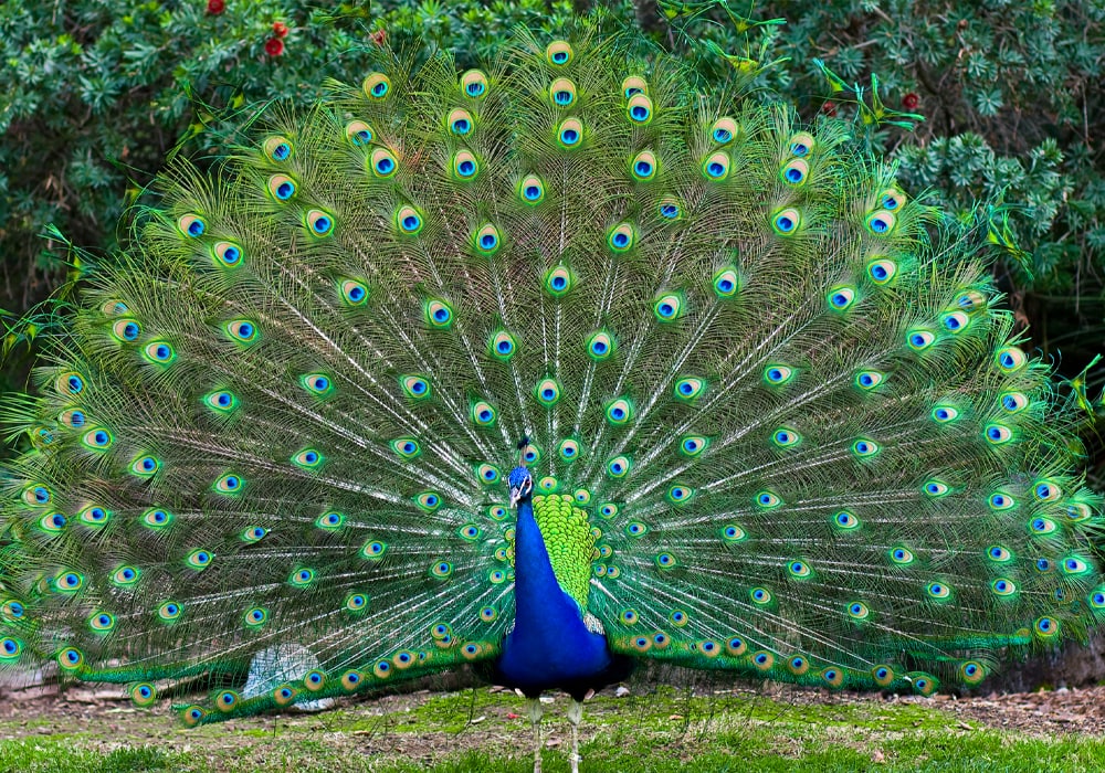 early christian symbols peacock