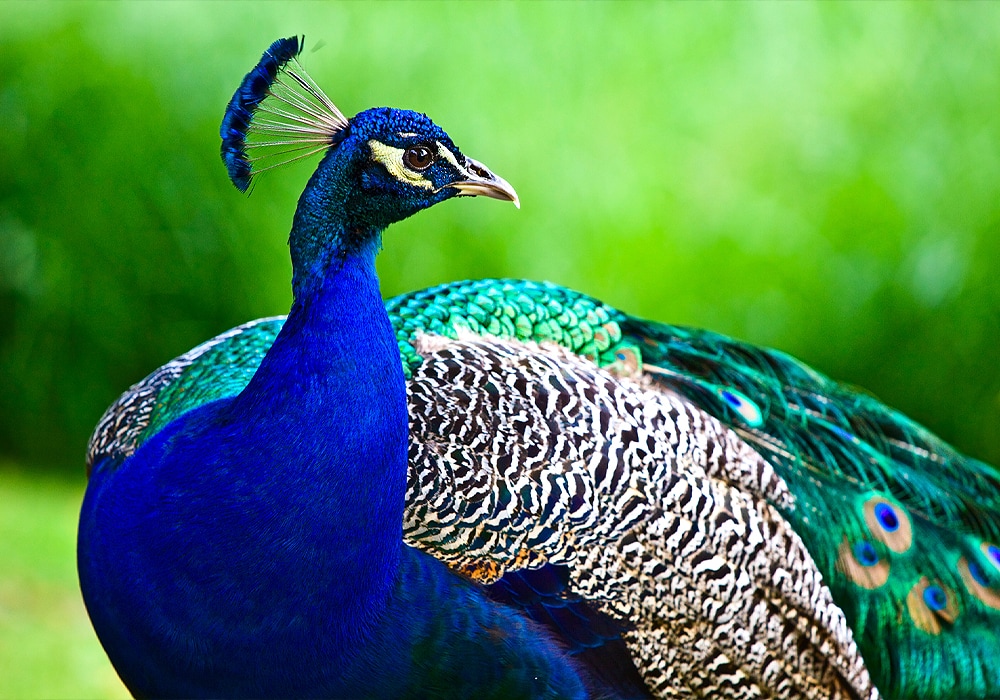 Peafowl Tales: Flamboyant Trains and Screeching Calls