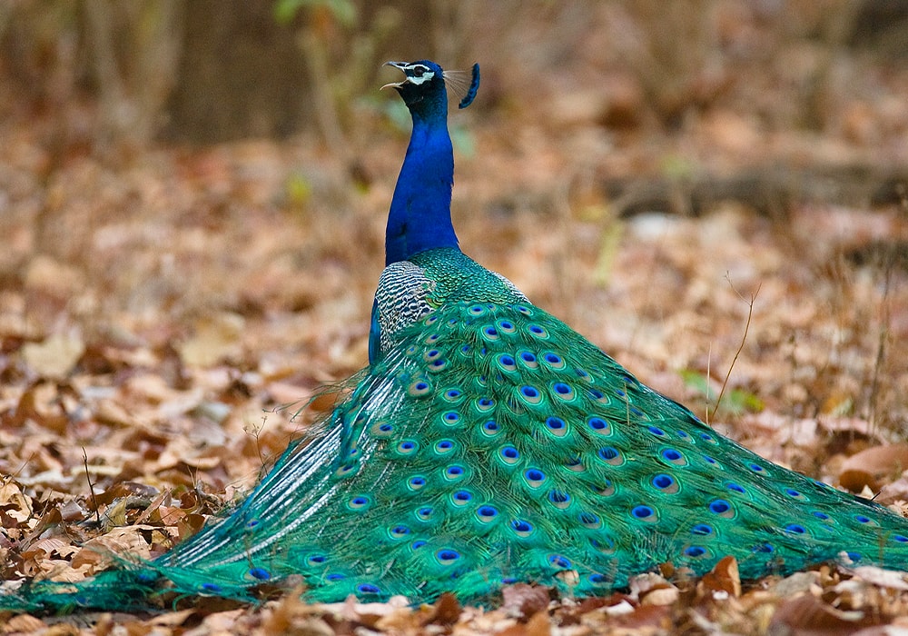 Peacock feathers, a symbol of Good Luck, piume di pavone