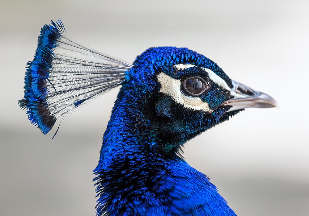 Are peacock feathers bad luck ? — The House of Good Fortune