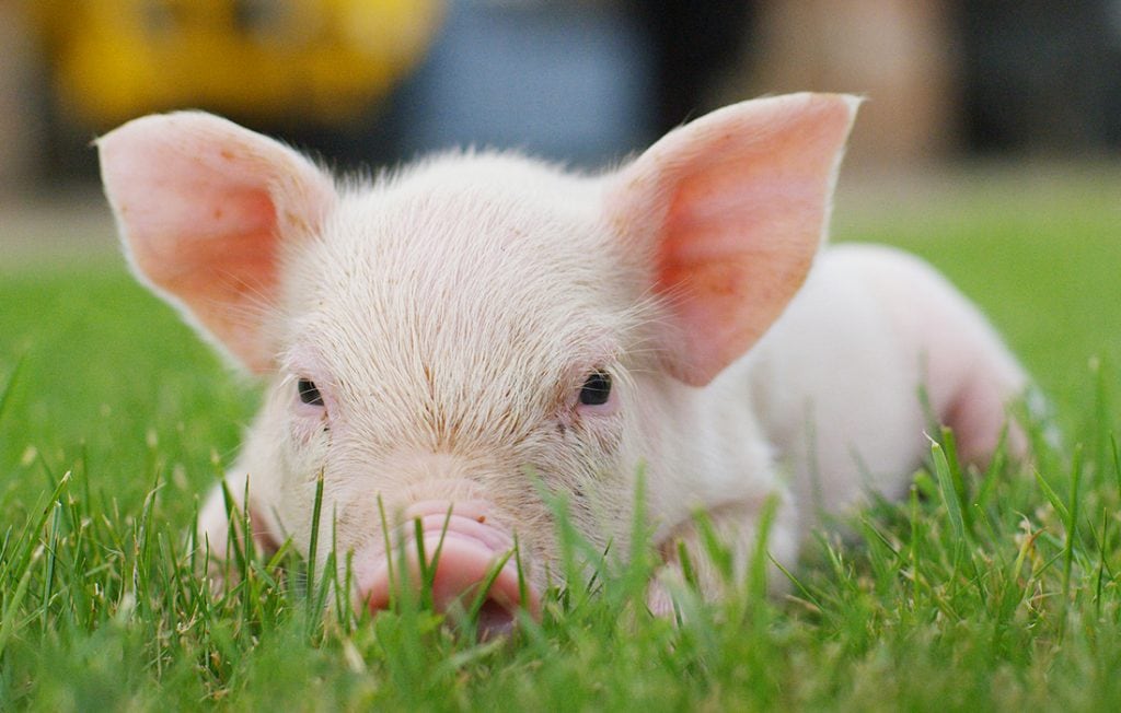 pig on the grass