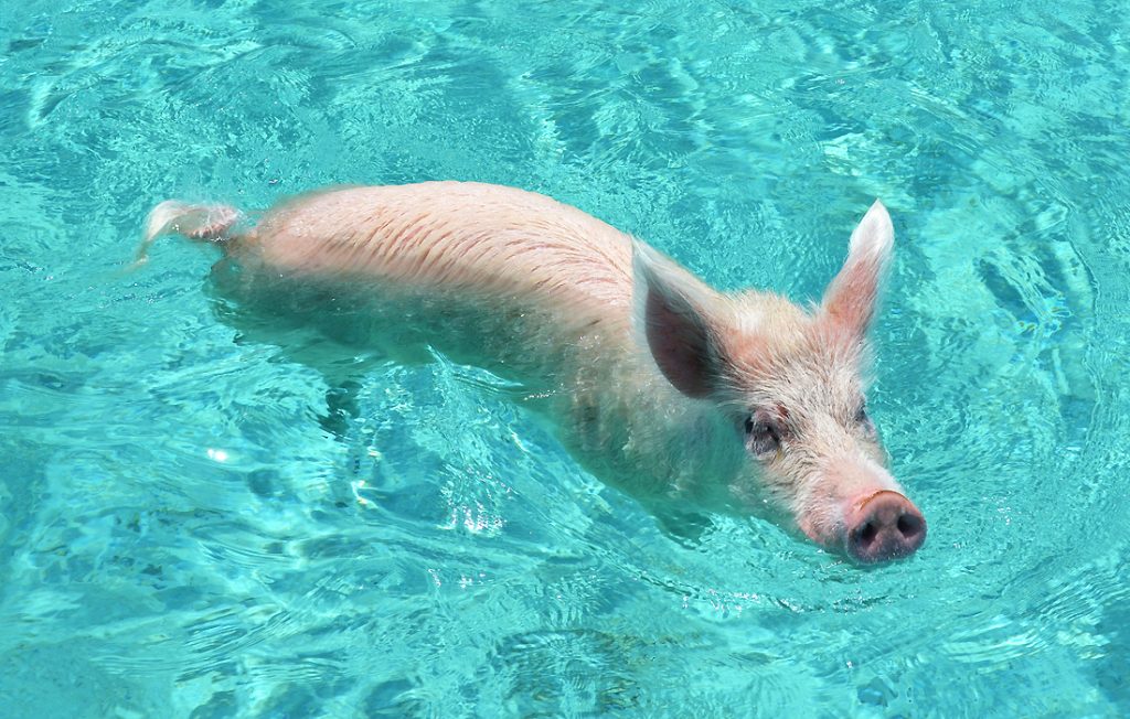 swimming pig