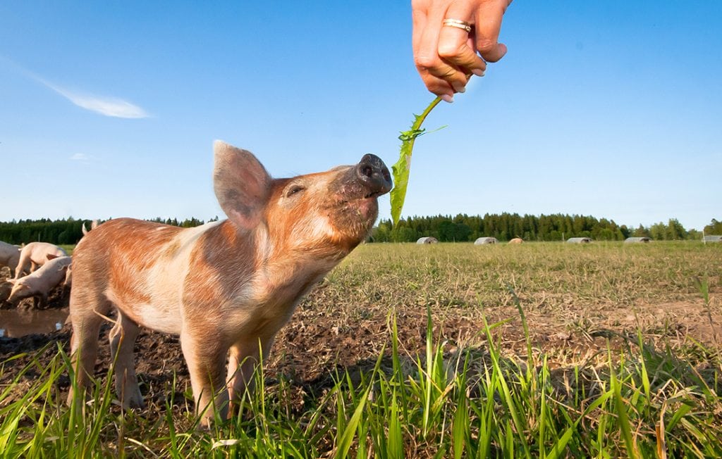 pig eating grass on the field