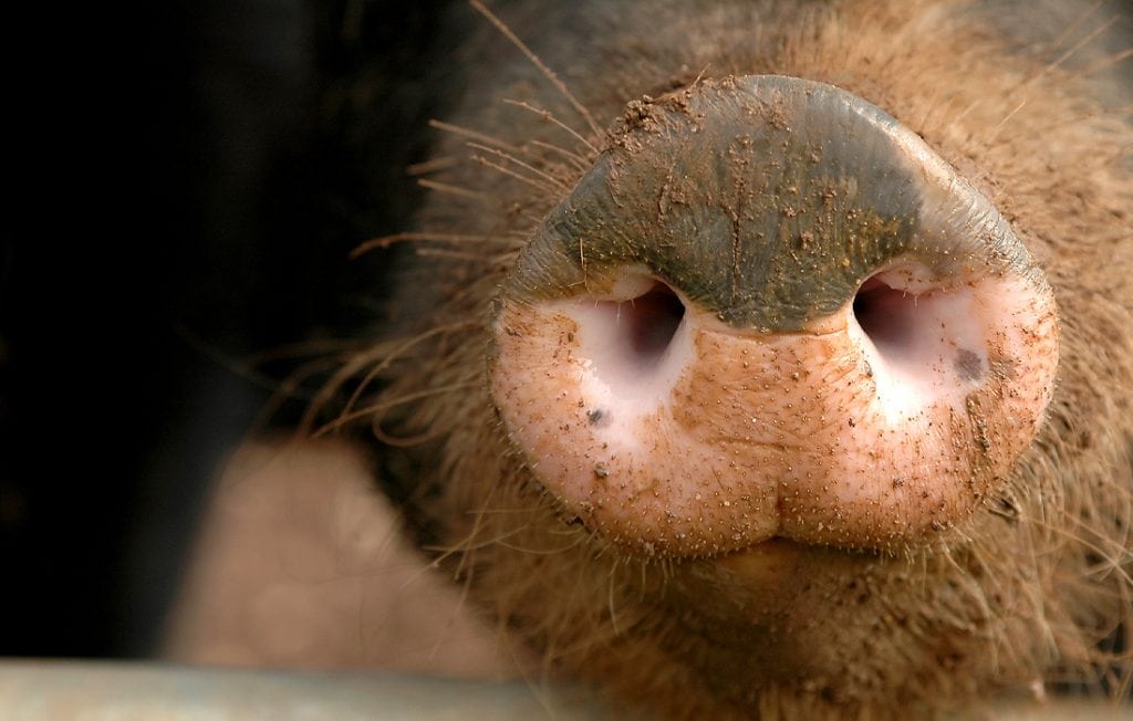 pigs nose