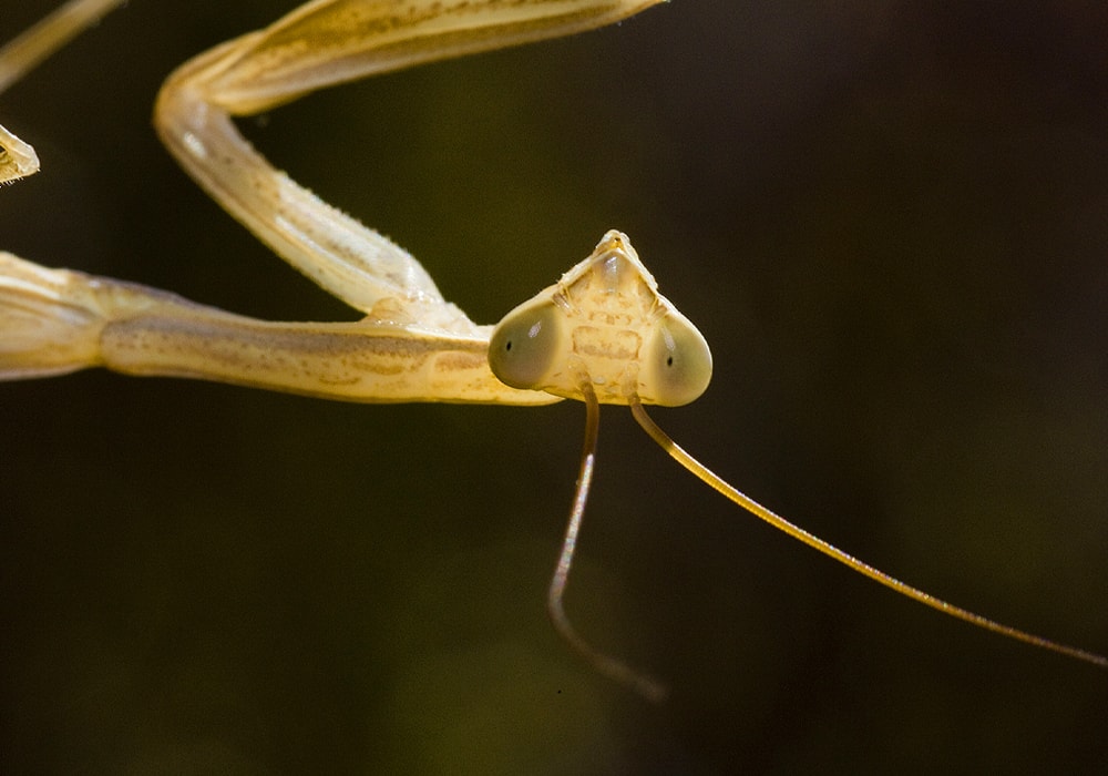 praying mantis