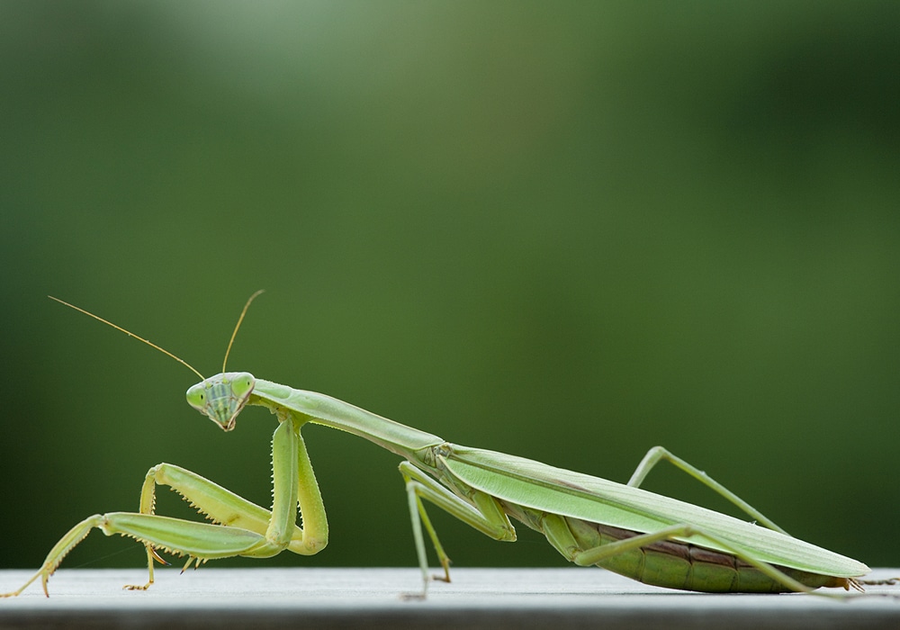 praying mantis