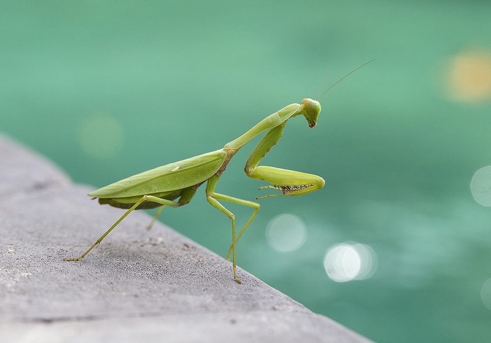 praying mantis