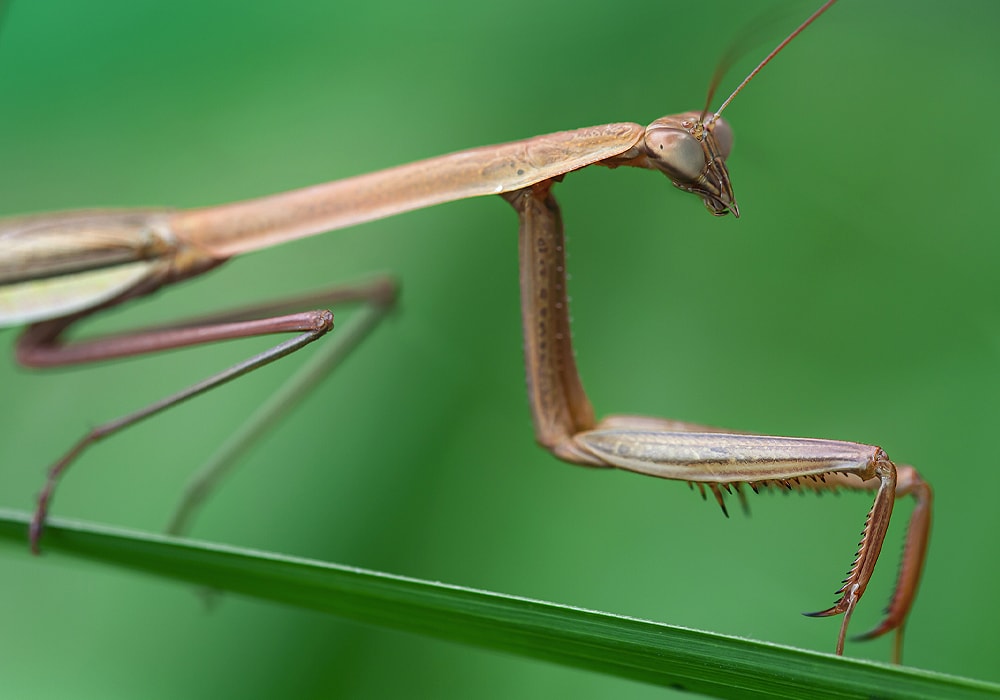 praying mantis seeing it and it follows me with its eyes