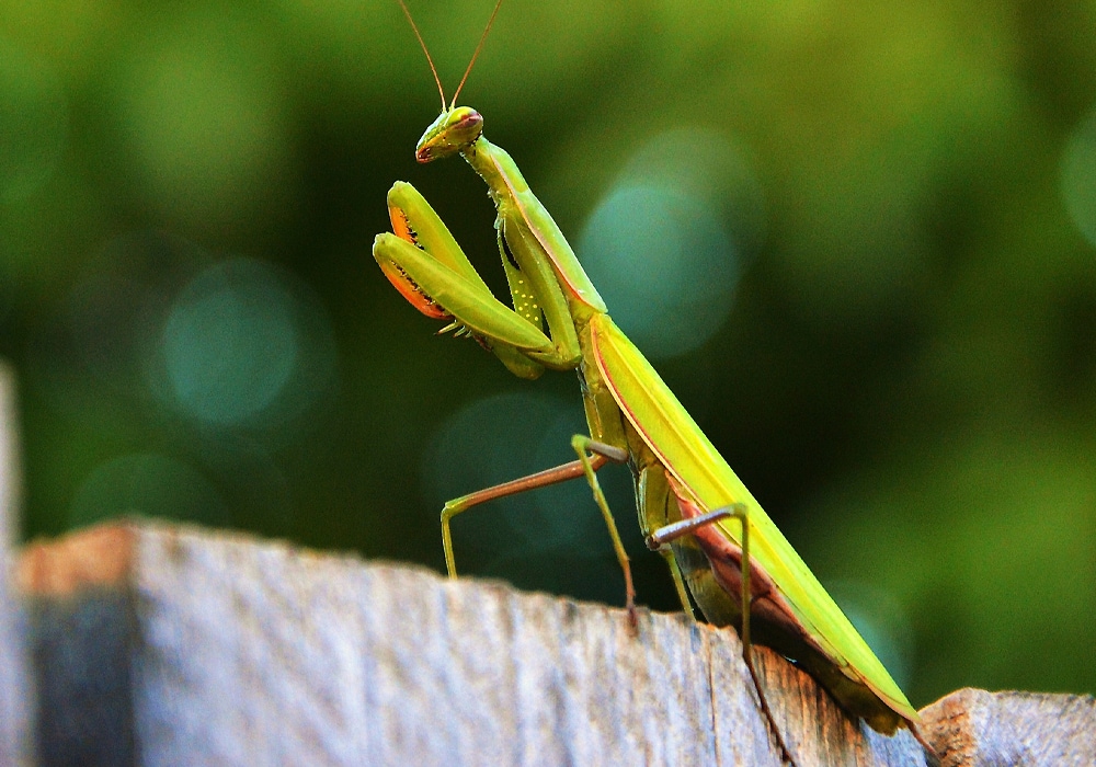 praying mantis