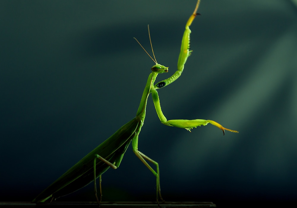 praying mantis